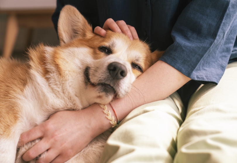 포인핸드 보호소 관리 시스템